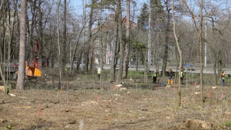 Масово недоволство след орязани дървета