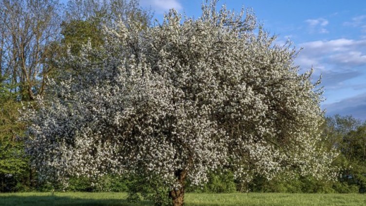 Снимка: Pixabay