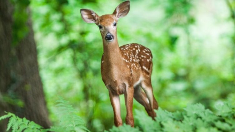 Снимка: Pixabay