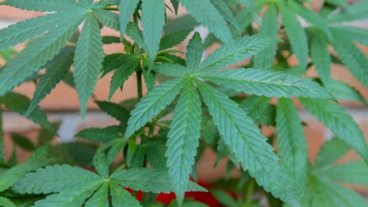 Снимка: Pixabay