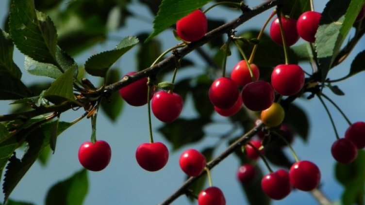 Снимка: Pixabay