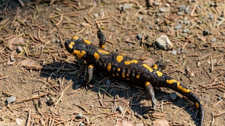 Снимка: Pixabay