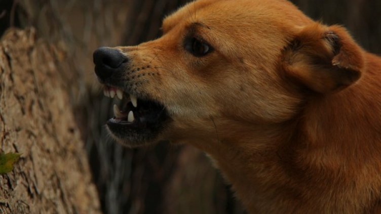 Снимка: Pixabay