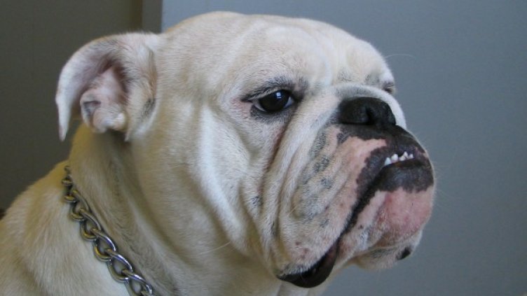 Снимка: Pixabay