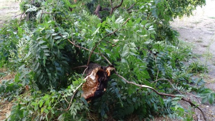 Снимка: БГНЕС