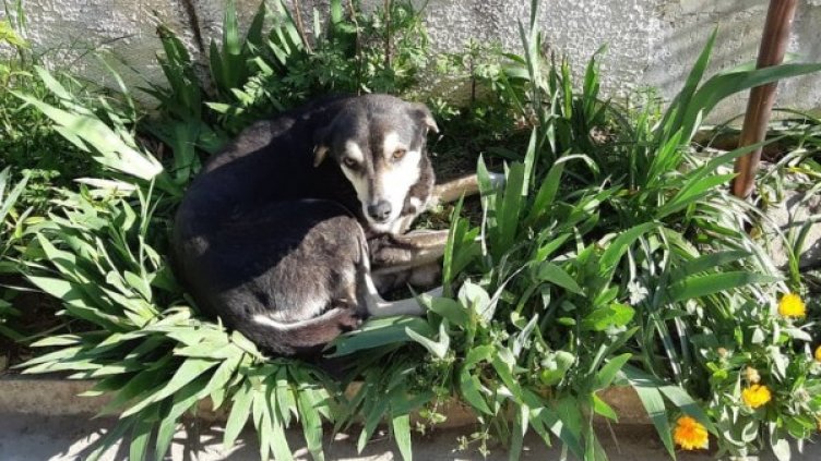 Снимка: HelpBook