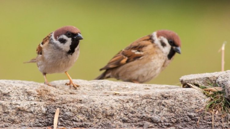 Снимка: архив, БГНЕС