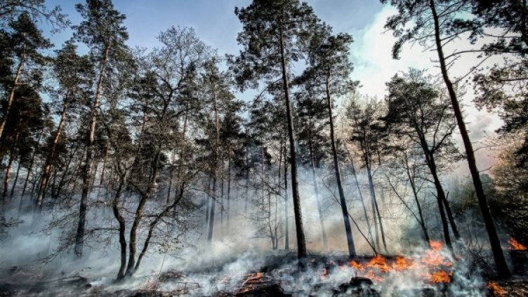 Снимка: архив, БГНЕС