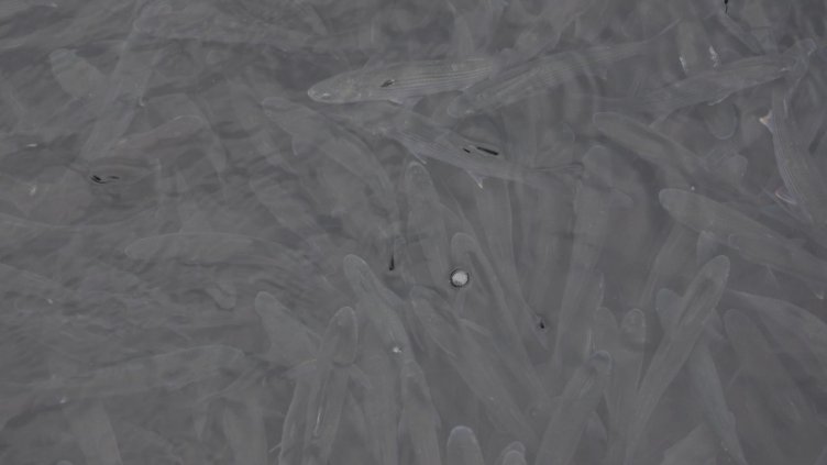 БГНЕС, архив