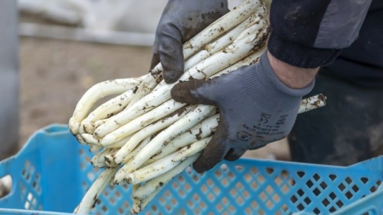 Снимка: архив, БГНЕС