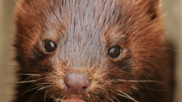 Снимка: Pixabay