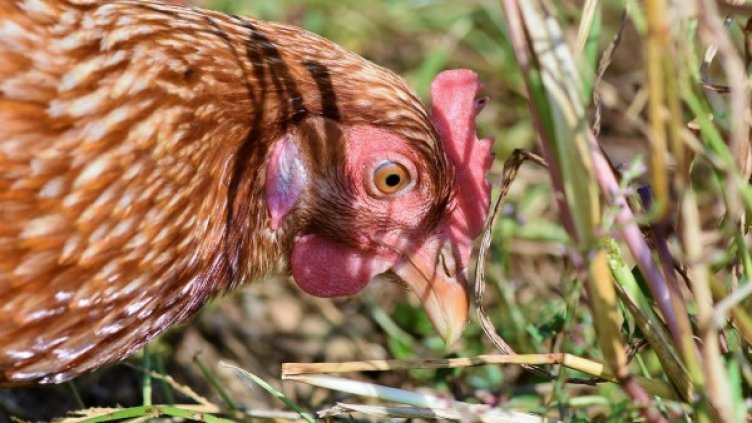 Снимка: Pixabay