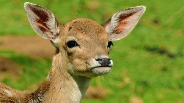 Снимка: Pixabay