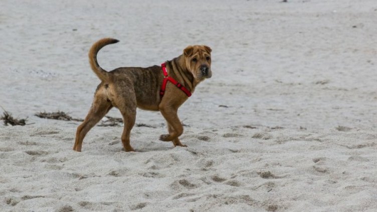 Снимка: Pexels