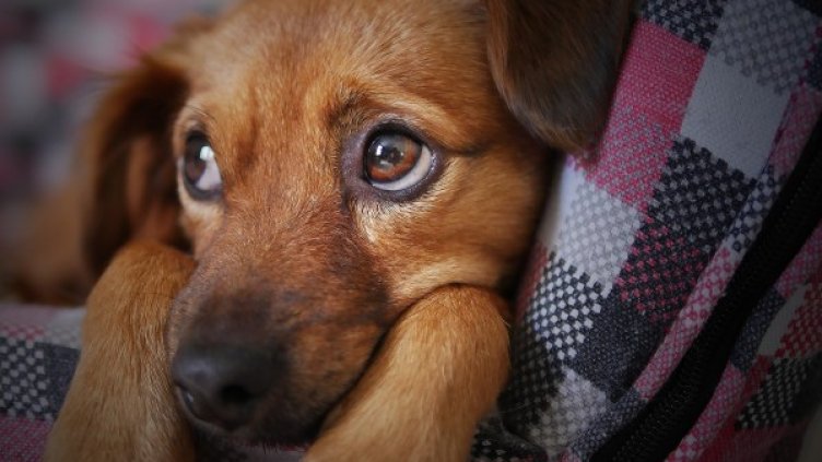 Снимка: Pixabay