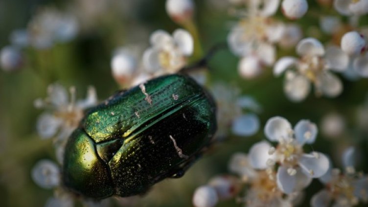 Снимка: Pixabay