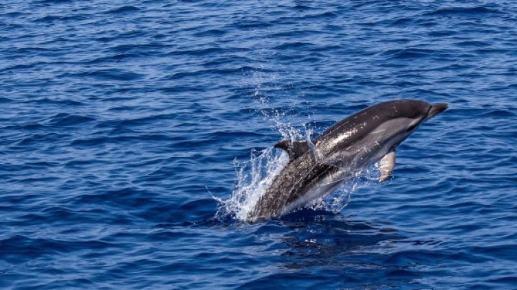 Снимка: Pixabay