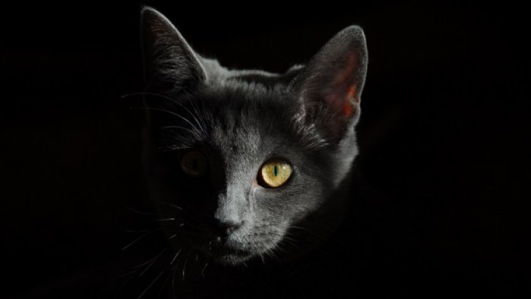 Снимка: Pixabay