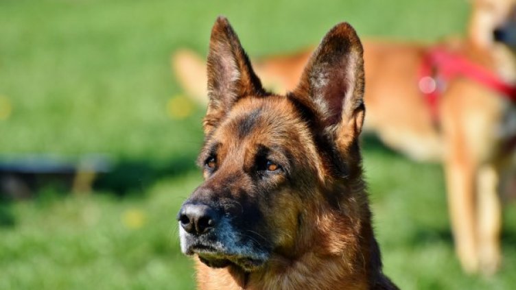 Снимка: Pixabay