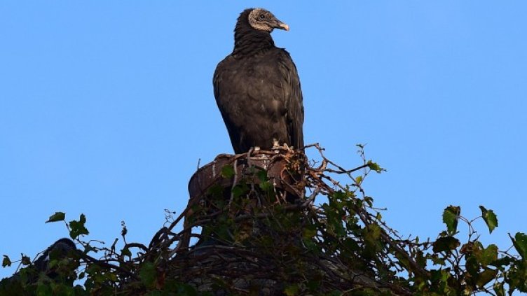 Снимка: Pixabay