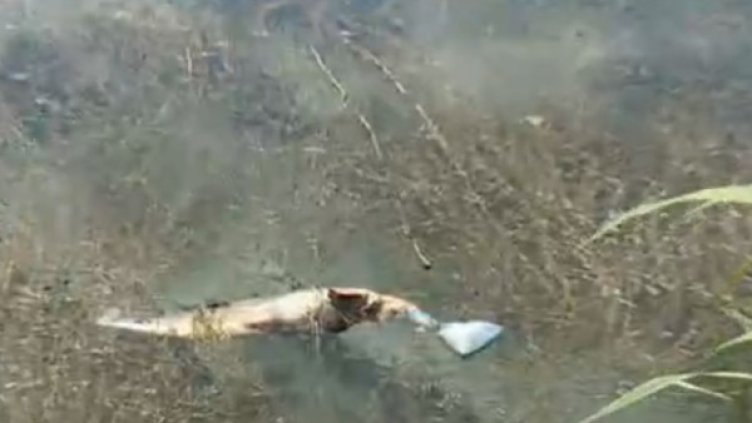 Снимка: БНТ