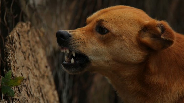 Снимка: Pixabay