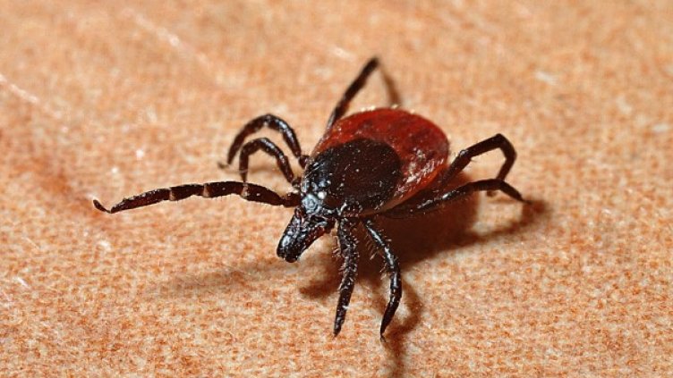 Снимка: Pixabay