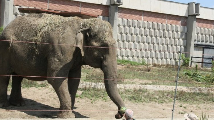 Снимка: БГНЕС