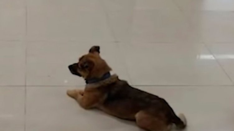 Китайският Хачи – куче чака три месеца собственика си в болница, той починал