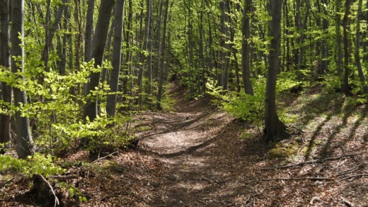 Снимка: Pexels