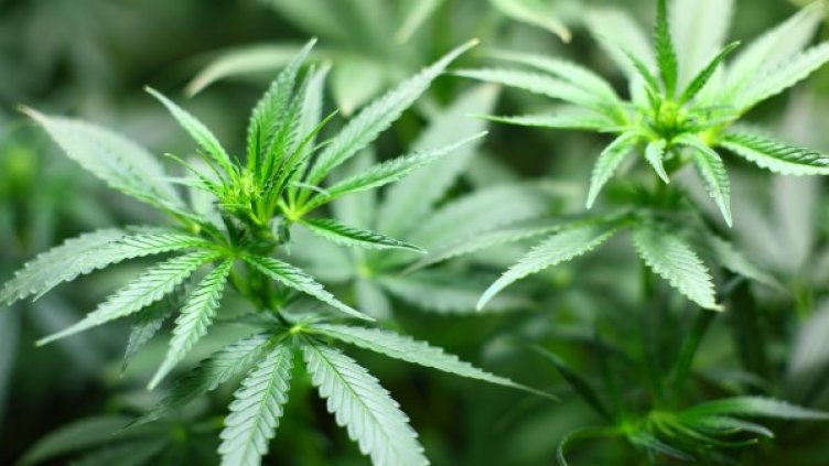 Снимка: Pixabay