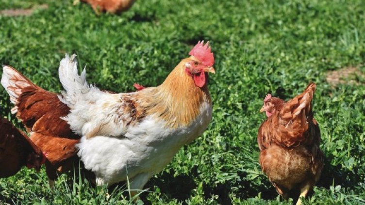 Снимка: Pixabay