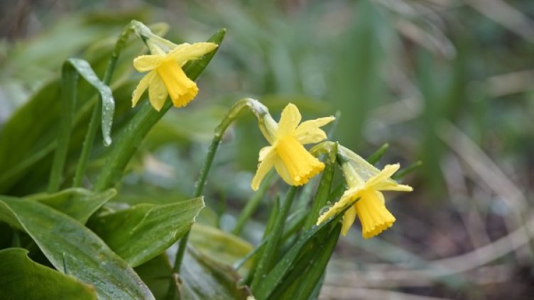 Снимка: Pixabay