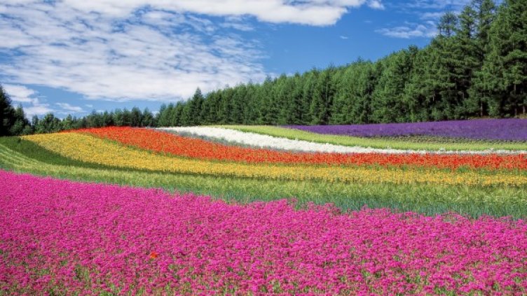 Снимка: Pexels