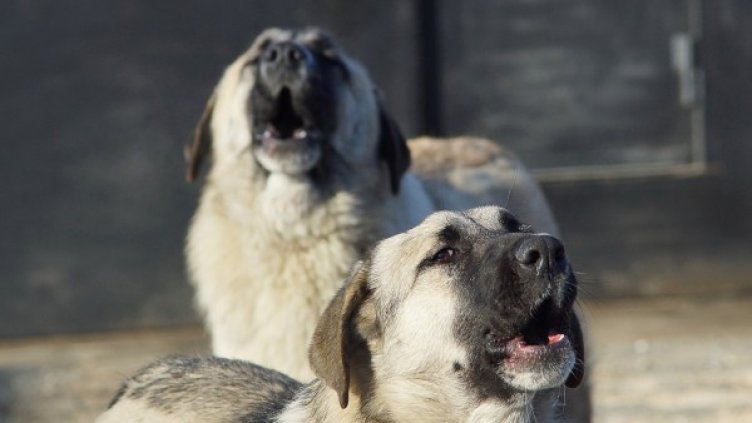 Снимка: Pixabay