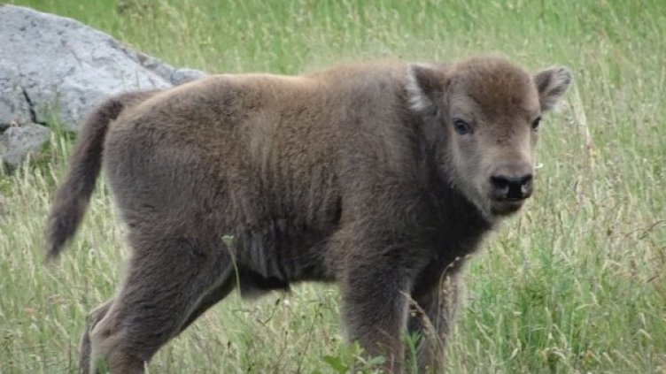 Снимка: Десислава Костадинова