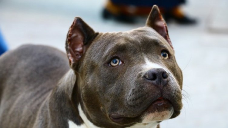 Снимка: Pixabay