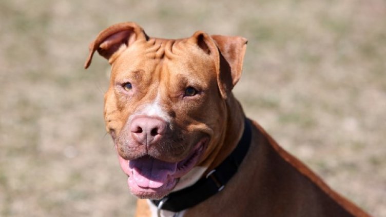 Питбул нахапа майка с бебе на ръце в село Бенковски