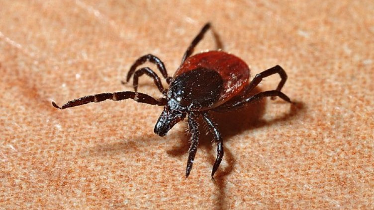 Снимка: Pixabay