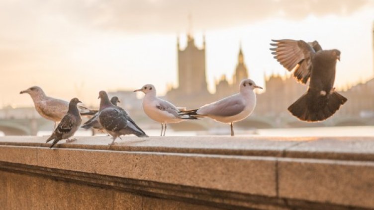 Снимка: Pixabay