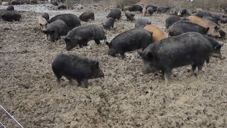 Снимка: БГНЕС