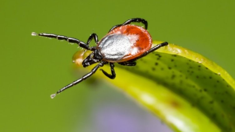 Снимка: Pixabay