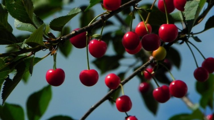 Снимка: Pixabay