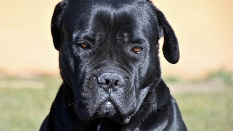 Снимка: Pixabay