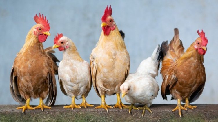 Снимка: Pixabay