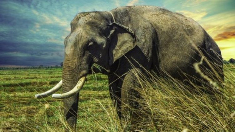 Снимка: Pixabay