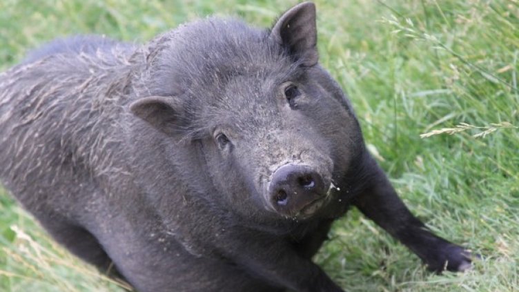 Снимка: Pixabay