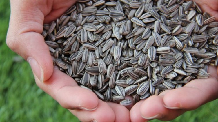 Снимка: Pixabay