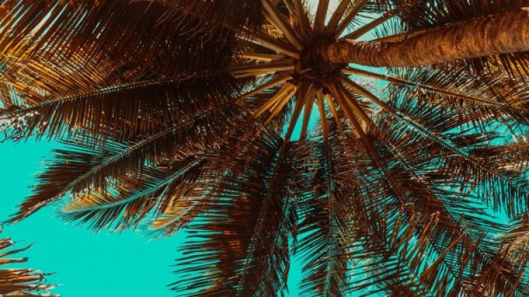 Снимка: Pixabay