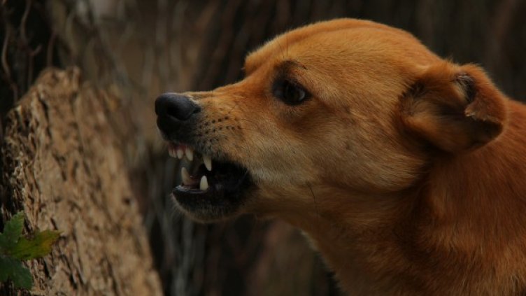 Снимка: Pixabay